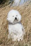 BICHON FRISE 032